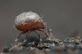 Ciliate Ophryoglena. Thanks very much Jeffrey! A bit flattened.Original  form: Torpedo shape, very fast,and spinning continiously. Splan 20-40x Apo  DIC. Freshwater pond. Toronto On.