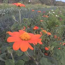 Image result for Tithonia rotundifolia