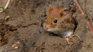 Rodents in the united states that carry hantavirus cotton rat (sigmodon hispidus) deer mouse (peromyscus maniculatus) rice rat (oryzomys palustris) Hanta Virus Vorsicht Mause Ubertragen Gefahrliches Virus Donauworther Zeitung