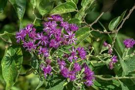 Prairie Ironweed (Vernonia fasciculata)