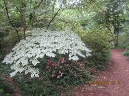 Conversely a full sun site would receive full direct sunlight for at least six hours per day. Shade Loving Shrubs Covering Each Other Picture Of Brookside Gardens Wheaton Tripadvisor