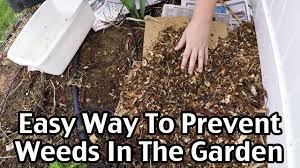 Learn how to prevent weeds and keep weeds from growing in your garden, lawn, and other landscaping areas with these gardening weed seeds sleep in your soil all the time, just waiting for sunshine to enable them to germinate. An Easy Way To Mulch And Prevent Weeds In The Garden Youtube