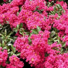 crape myrtles hgtv