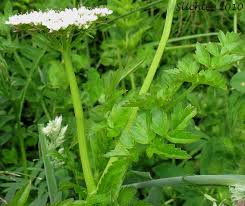 Image result for Oenanthe procumbens