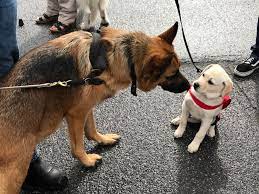 Check spelling or type a new query. Mons On Recherche Des Familles D Accueil Pour Chiens Guides