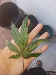 Purples pinks and maroons all around. Wind Burn Or P Deficiency 420 Magazine