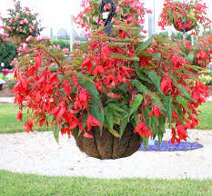 This one is pretty spectacular and apparently grows more flowers than a conventional smokebush. Hanging Baskets Ideas Costa Farms