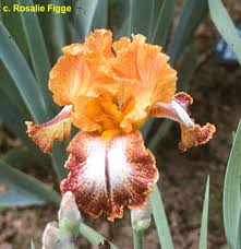 From schreiner's iris lover's catalog for 1973: Tbkiltlilt Tbkthruo Iris Wiki