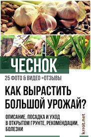 посадка и уход за огурцами в открытом грунте видео Pin Na Doske Interesnye Novosti