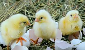 ▷ Que Comen Los Pollitos » Quecomen.net