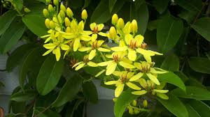 Image result for Tristellateia africana