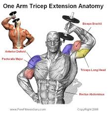 Pin On Muscles Etc