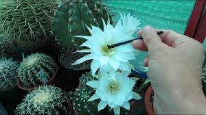 Many cactus species are pollinated by bats. How To Pollinate Cactus Flowers To Get Seed Echinopsis Cactus Youtube