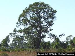 Maybe you would like to learn more about one of these? Florida Native Trees Shrubs Page 1 Of 11