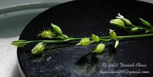 Image result for Pseudechinolaena polystachya