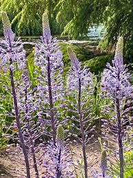 Image result for Merwilla lazulina