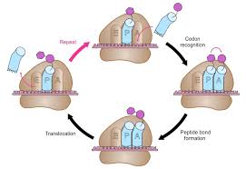 Where does polypeptide synthesis occur? Dna Translation Initiation Elongation Termination Teachmephysiology