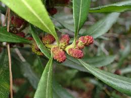 Image result for Myrica salicifolia