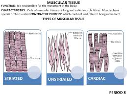 Tendons, ligaments, bone, and cartilage are connective tissues in which the activities of various cellular populations are responsible for synthesis and maintenance of large amounts of extracellular matrix that should, theoretically, be dynamically optimized to respond to mechanical demands. Tissues Class 9 Ppt