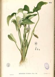 Image result for Monochoria