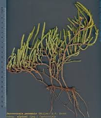 Image result for Sarcocornia natalensis