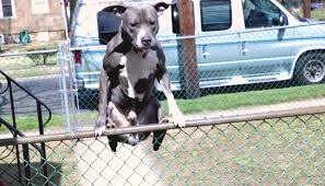 Be certain there are no structures placed near the fence, such as a table or chair or dog house, that your dog could use as a springboard to jump over the fence. How To Keep A Dog From Jumping And Climbing The Fence Here Pets