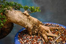 Image result for Premna