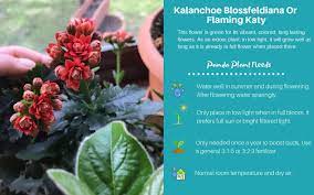 Kalanchoe Blossfeldiana Or Flaming Katy Kalanchoe Blossfeldiana Low Light Succulents Succulents