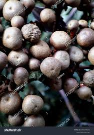 Image result for Leea guineensis