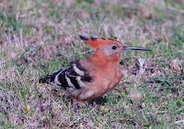 Garden Birds Of South Africa Pictures And Names Summer Birds African Hoopoe Spotted On Gondwana The African Hoopoe S Call Is A Repetitive Hooo Pooo Sung 5 In 2020 Luxury Safari Lodge Safari Lodge Luxury Safari