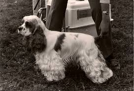 Image result for americký kokršpaněl