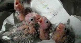 Bird Crying Like A Baby Baby Cockatiels Crying For Food Cockatiel Cute Animals Cockatoo
