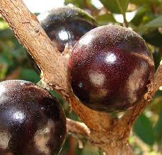 Image result for Plinia