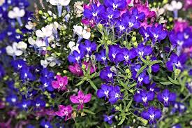 Purple and white flowers by anzella88 on deviantart. Purple Pink White Flowers Praise Lien Although Garden Flowers Many Small Flowers Blue Summer Pxfuel
