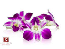 Fresh Karma Orchids Edible Flowers Edible Orchids