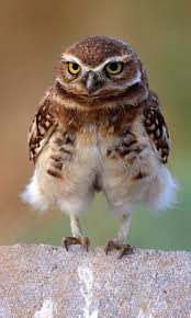Birds That Start With Q Pin By Jessica George On And Owls Cute Animals Animals Animals Beautiful