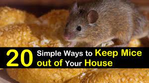 Maybe you would like to learn more about one of these? 20 Simple Ways To Keep Mice Out Of Your House