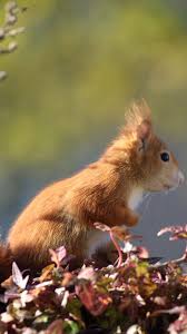 We leverage cloud and hybrid datacenters, giving you the speed and security of nearby vpn services, and the ability to leverage services provided in a remote location. Squirrel Animal Foliage Wallpaper Background Iphone Cool Backgrounds