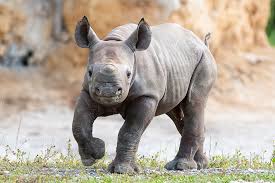 Design, model, present, analyze, realize. Endangered Black Rhinoceros Born At Zoo Miami