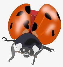 Kumbang hitam dan merah dengan latar belakang biru, material perhiasan tindik badan tubuh manusia lady bird, serangga ladybird, hewan, jeruk. Gambar Kartun Kumbang