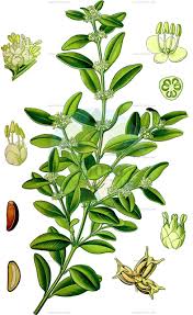 Image result for Buxaceae