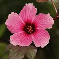 Image result for Hibiscus barbosae