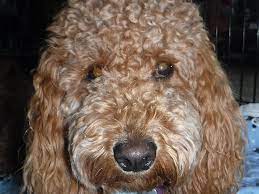 The length and tightness of the curls vary depending on the parents. Goldendoodle Coat Types Smoky Mountain Doodles