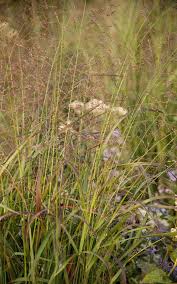 Image result for Panicum eickii