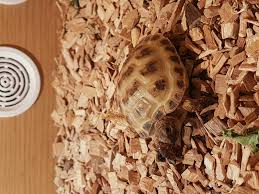 why is my tortoise so small tortoise forum