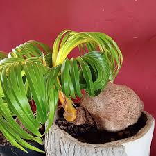 Ingin memiliki tanaman cantik di rumah? Tanaman Bonsai Kelapa Ukuran Jumbo Shopee Indonesia