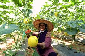 Pun begitu, tahukah anda mencuba untuk menanam rock melon di laman sendiri mungkin sesuatu hebat untuk dilakukan bersama keluarga. Melon Terengganu Rasa Sekali Pasti Nak Lagi Rencana Mstar