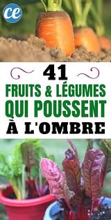 41 Plantes Qui Poussent Meme A L Ombre Herbsgarden Shade Garden Fruits Et Legumes Fruits Jardin Comestible