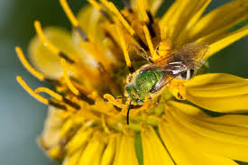 The plant's leaf bases form cups which provide water to birds and insects, butterflies regularly visit the flowers and birds feed on their fall seeds. Great Design Plant Silphium Perfoliatum Pleases Wildlife