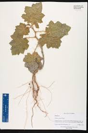 Image result for Solanum viarum